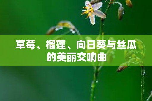 向日葵与丝瓜的美丽交响曲图片