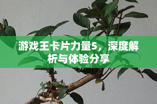 深度解析与体验分享图片