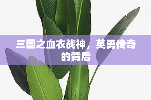 三国之血衣战神图片