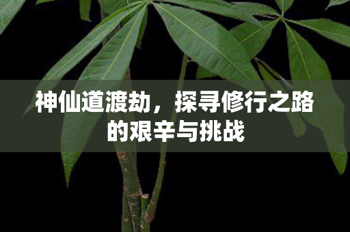 探寻修行之路的艰辛与挑战图片