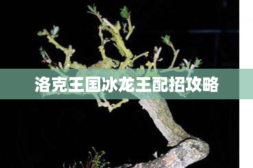 洛克王国冰龙王配招攻略图片