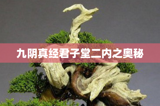 九阴真经君子堂二内之奥秘图片