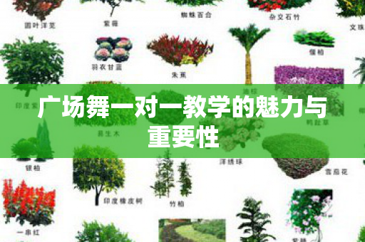 广场舞一对一教学的魅力与重要性图片