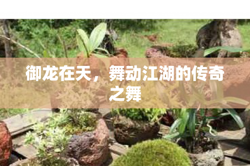 舞动江湖的传奇之舞图片