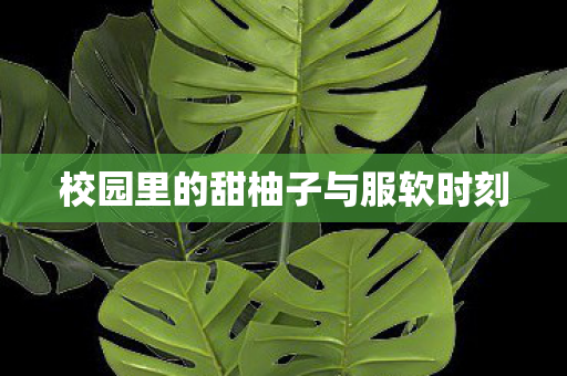 校园里的甜柚子与服软时刻图片