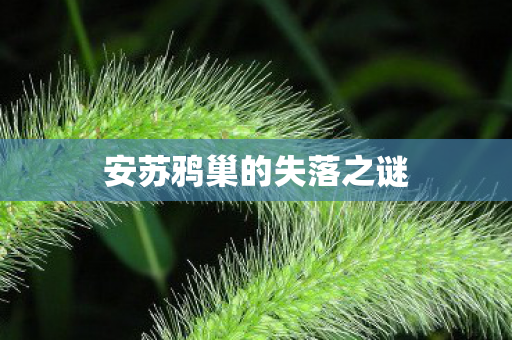 安苏鸦巢的失落之谜图片