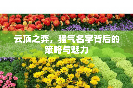 骚气名字背后的策略与魅力图片