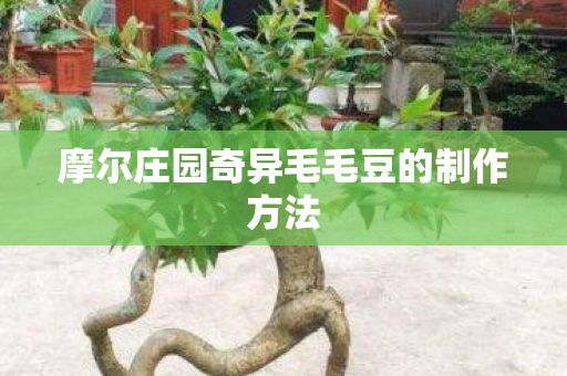 摩尔庄园奇异毛毛豆的制作方法图片