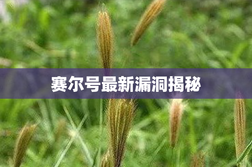 赛尔号最新漏洞揭秘图片
