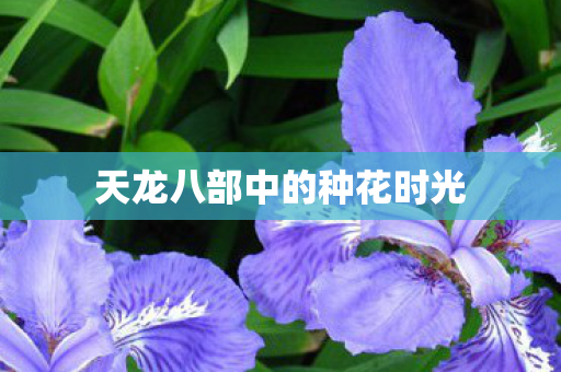 天龙八部中的种花时光图片