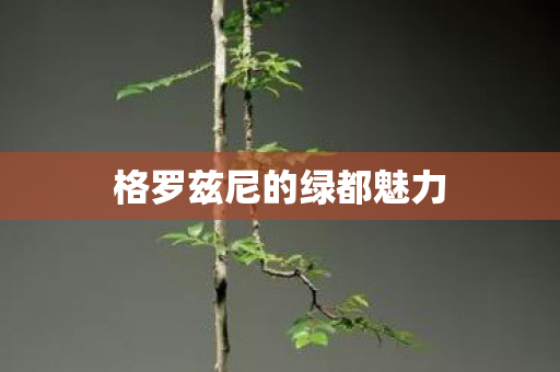 格罗兹尼的绿都魅力图片