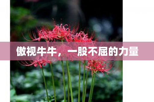一股不屈的力量图片