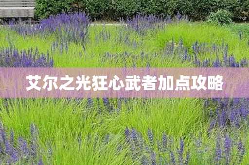 艾尔之光狂心武者加点攻略图片