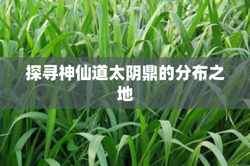 探寻神仙道太阴鼎的分布之地图片