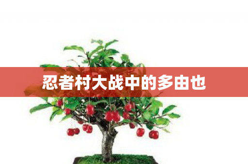 忍者村大战中的多由也图片