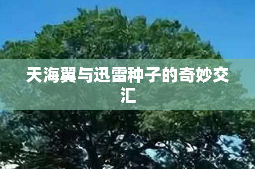 天海翼与迅雷种子的奇妙交汇图片