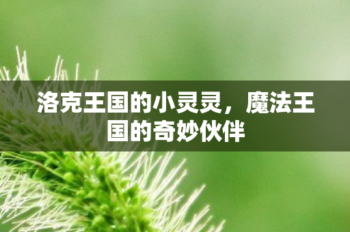 魔法王国的奇妙伙伴图片