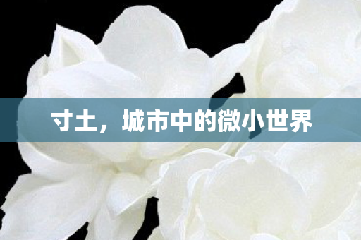 城市中的微小世界图片