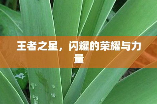 闪耀的荣耀与力量图片