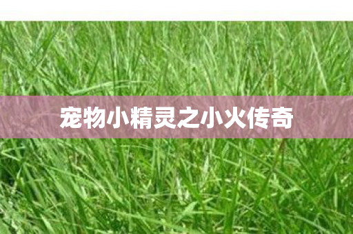 宠物小精灵之小火传奇图片