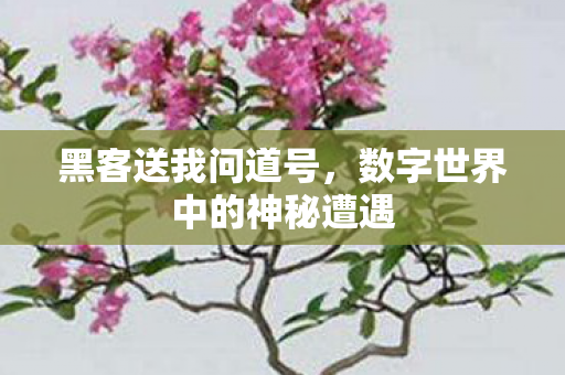 数字世界中的神秘遭遇图片