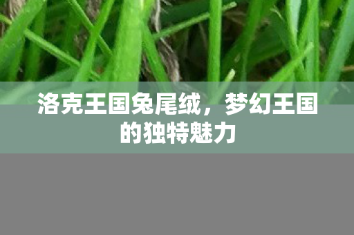 梦幻王国的独特魅力图片