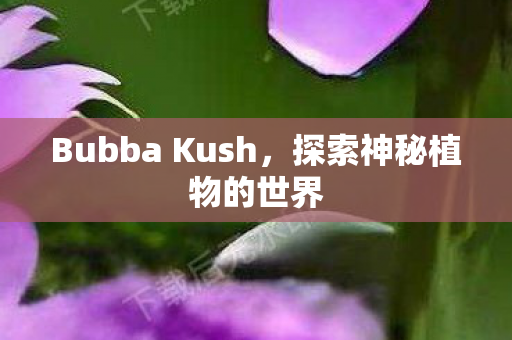 Bubba Kush图片