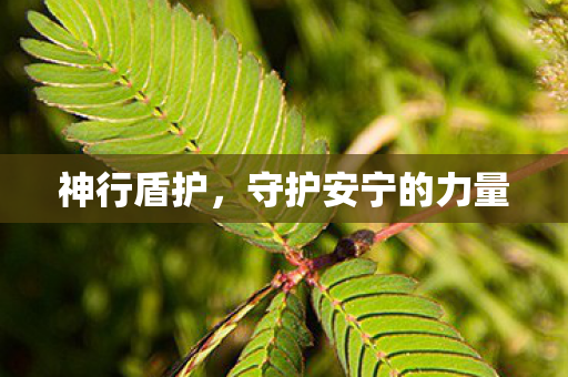 守护安宁的力量图片