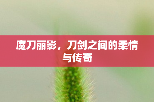 刀剑之间的柔情与传奇图片