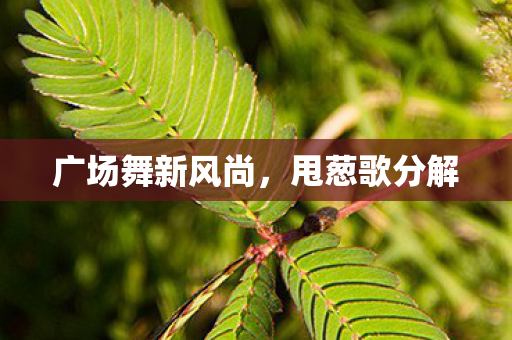 广场舞新风尚图片