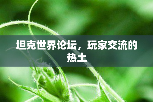 玩家交流的热土图片