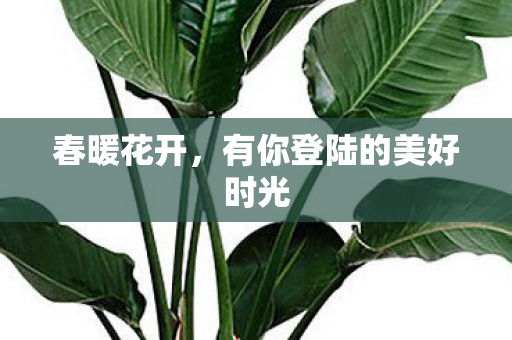 有你登陆的美好时光图片