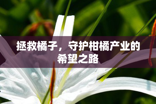 守护柑橘产业的希望之路图片