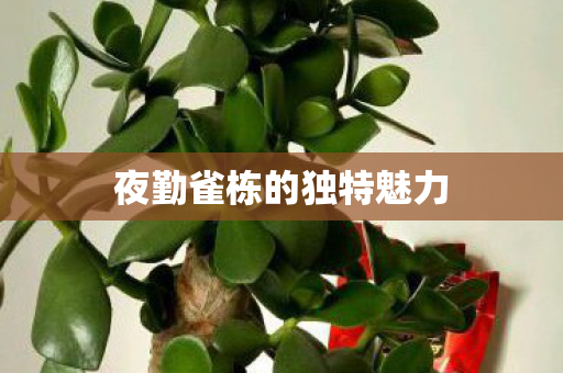 夜勤雀栋的独特魅力图片