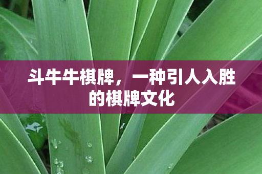一种引人入胜的棋牌文化图片