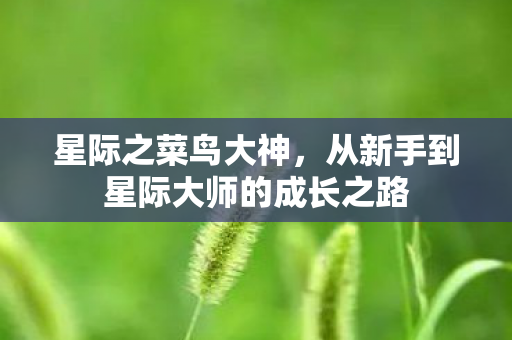 从新手到星际大师的成长之路图片