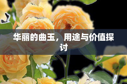 用途与价值探讨图片