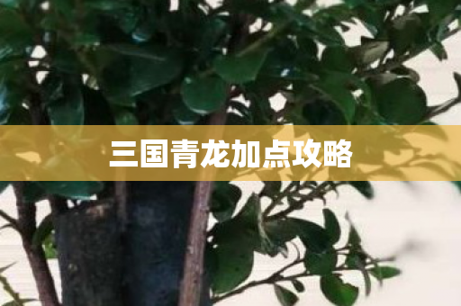 三国青龙加点攻略图片