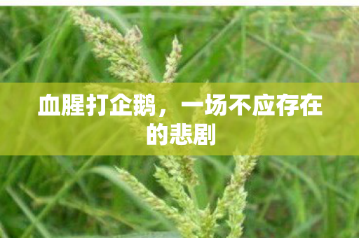 一场不应存在的悲剧图片
