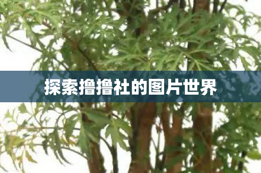 探索撸撸社的图片世界图片