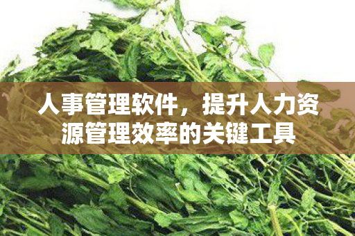 提升人力资源管理效率的关键工具图片
