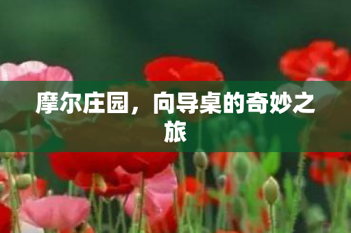 向导桌的奇妙之旅图片
