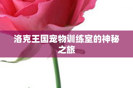 洛克王国宠物训练室的神秘之旅图片