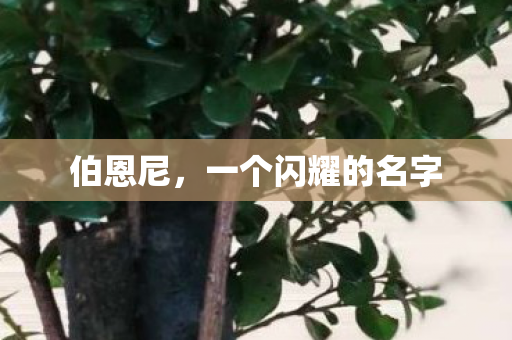 一个闪耀的名字图片