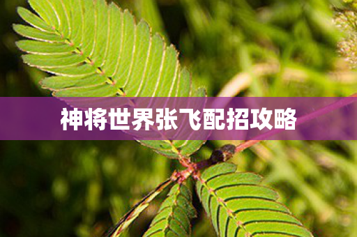 神将世界张飞配招攻略图片