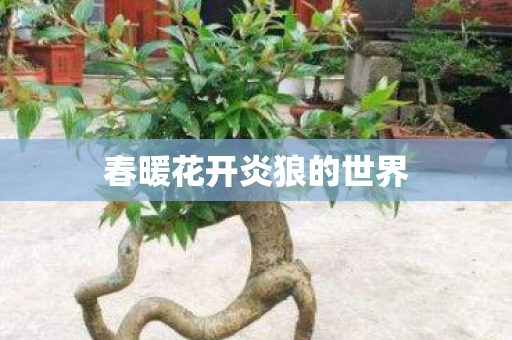 春暖花开炎狼的世界图片