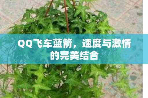 速度与激情的完美结合图片
