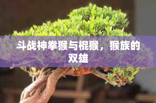 斗战神拳猴与棍猴图片
