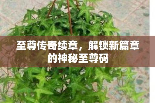 解锁新篇章的神秘至尊码图片