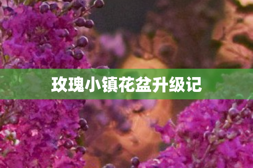 玫瑰小镇花盆升级记图片